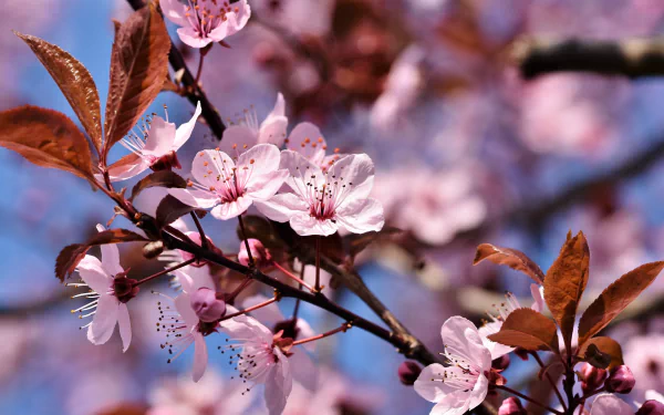 nature sakura HD Desktop Wallpaper | Background Image