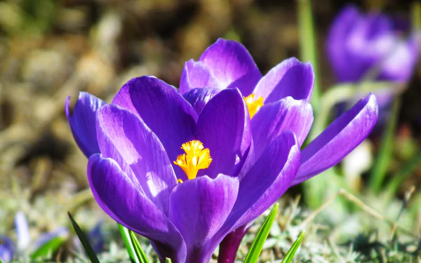 nature crocus HD Desktop Wallpaper | Background Image