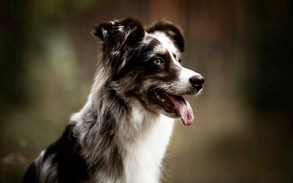 Animal Border Collie Dogs HD Wallpaper | Background Image