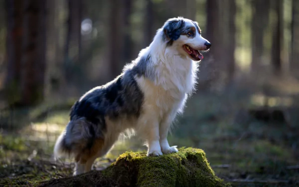 Animal australian shepherd HD Desktop Wallpaper | Background Image