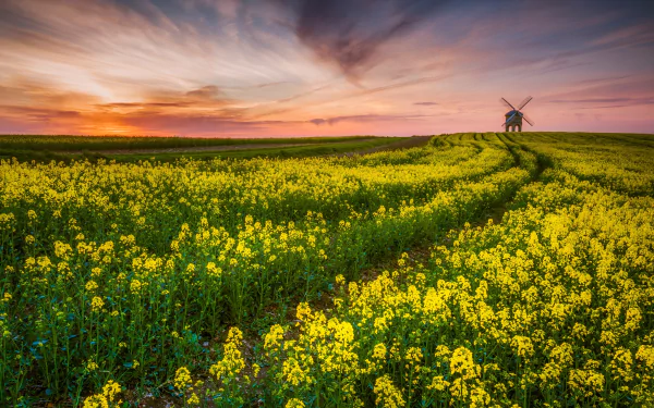 field nature rapeseed HD Desktop Wallpaper | Background Image
