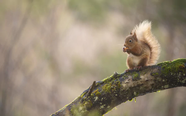 Animal squirrel HD Desktop Wallpaper | Background Image