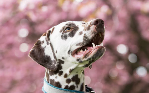 Animal dalmatian HD Desktop Wallpaper | Background Image