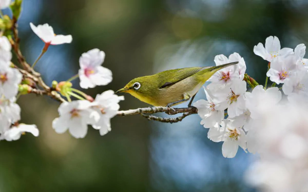 Animal White-eye HD Desktop Wallpaper | Background Image