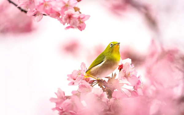 Animal White-eye HD Desktop Wallpaper | Background Image
