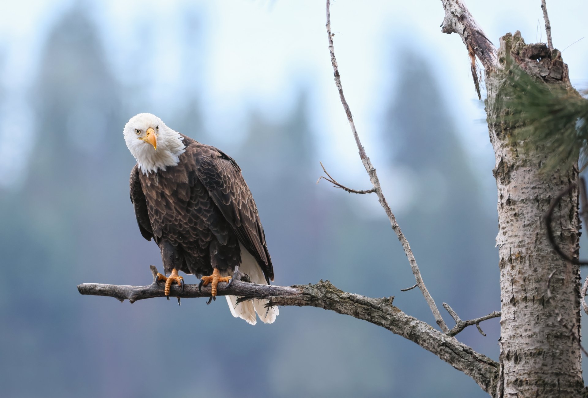 Download Animal Bald Eagle 4k Ultra HD Wallpaper