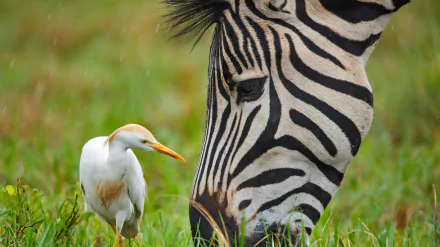 Close-up of a Burchell's zebra grazing beside a cattle egret in a grassy field, captured in 4K Ultra HD as a vibrant nature desktop wallpaper.