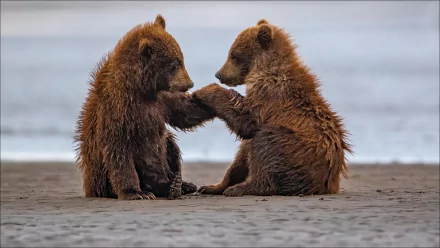 cub Animal bear HD Desktop Wallpaper | Background Image