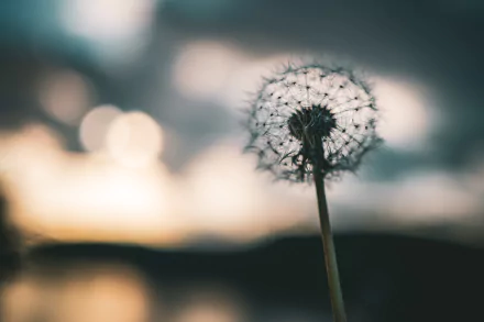 nature dandelion HD Desktop Wallpaper | Background Image
