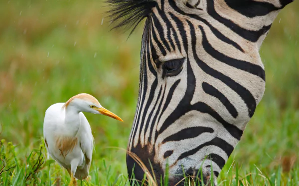 Close-up of a Burchell's zebra grazing beside a cattle egret in a grassy field, captured in 4K Ultra HD as a vibrant nature desktop wallpaper.