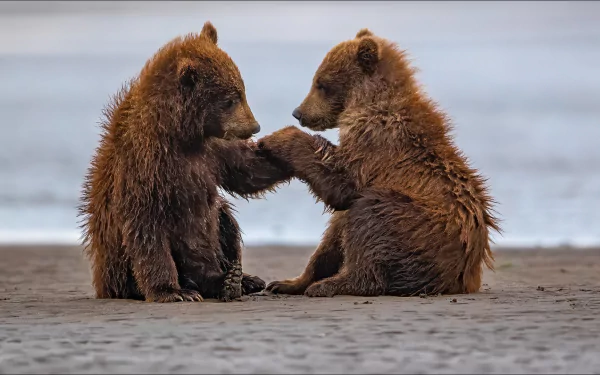 cub Animal bear HD Desktop Wallpaper | Background Image