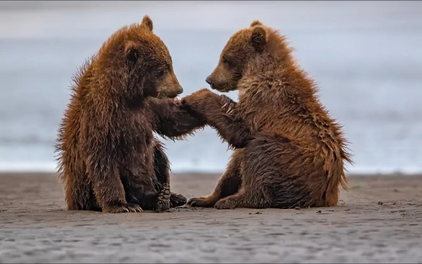 Two brown bear cubs touching paws on a sandy shore with a calm water background, captured in HD as a desktop wallpaper and background image.
