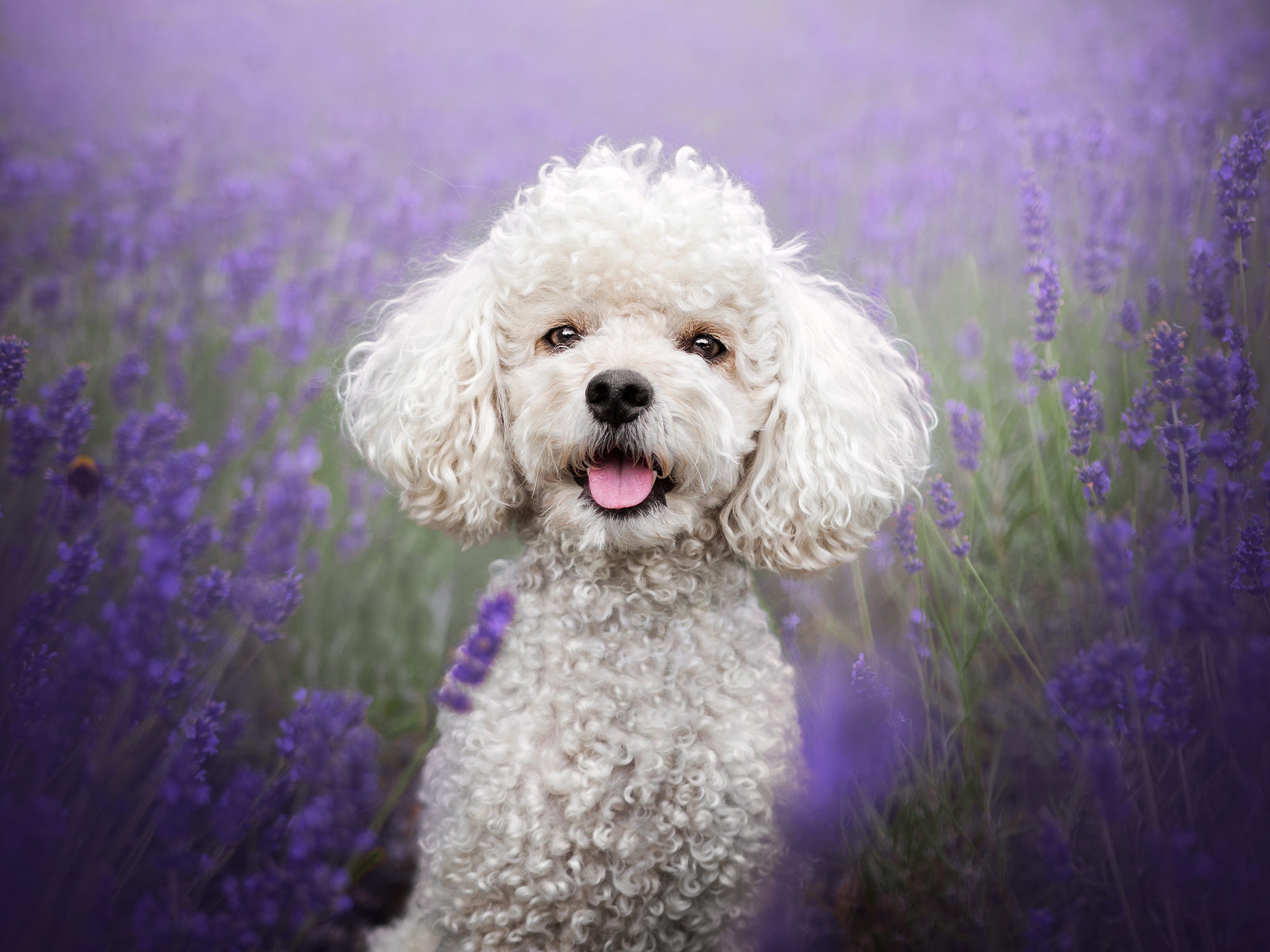 Animal Poodle HD Wallpaper | Background Image