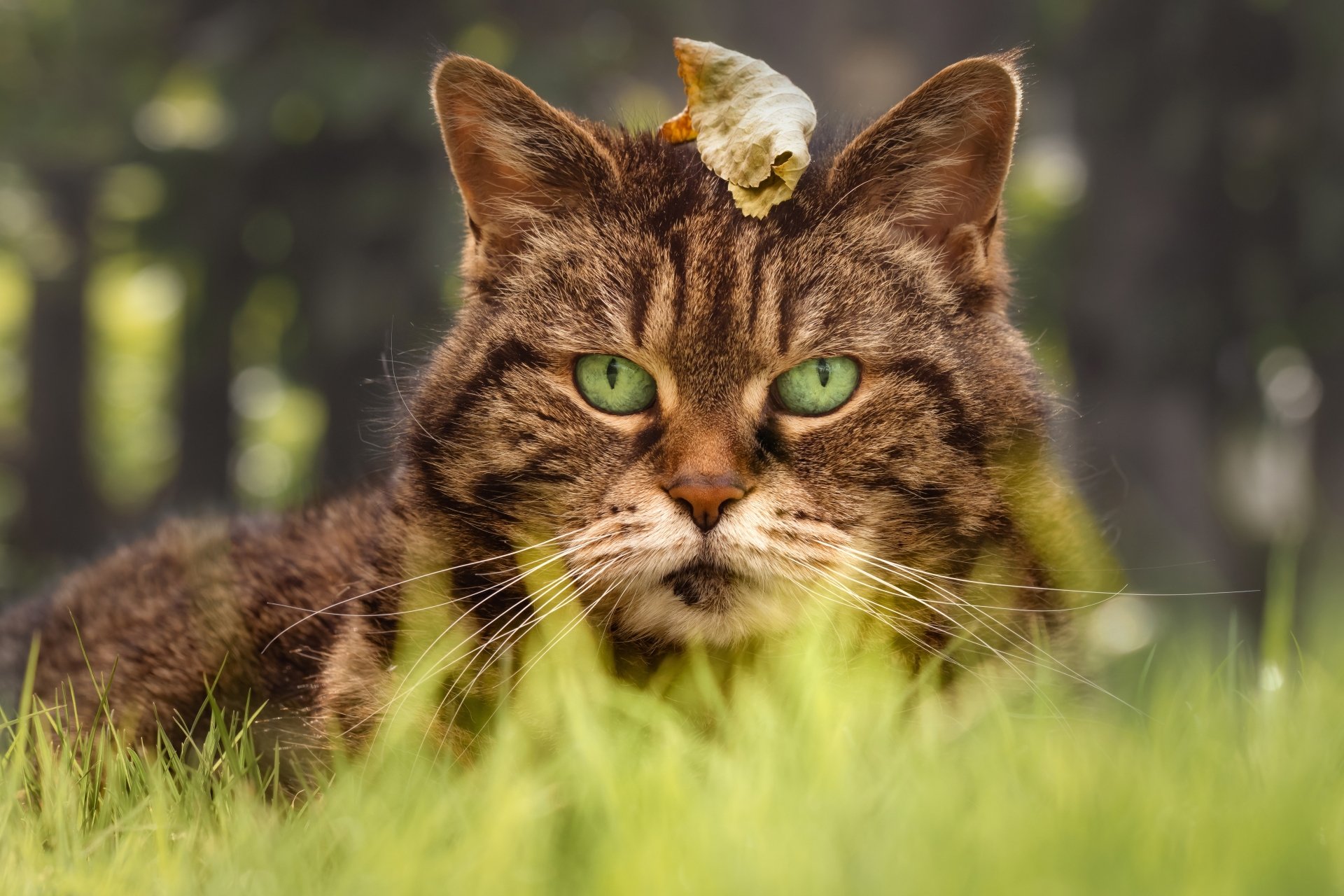 Download Animal Cat 4k Ultra HD Wallpaper