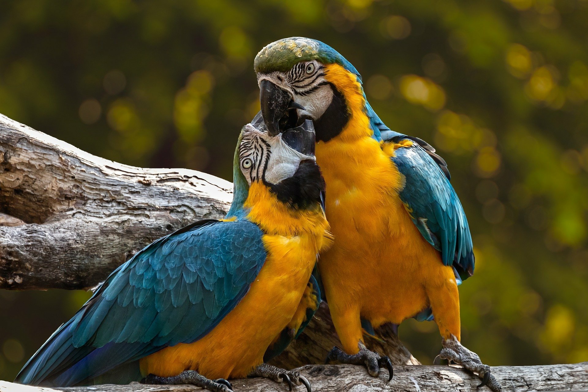Download Macaw HD Wallpaper