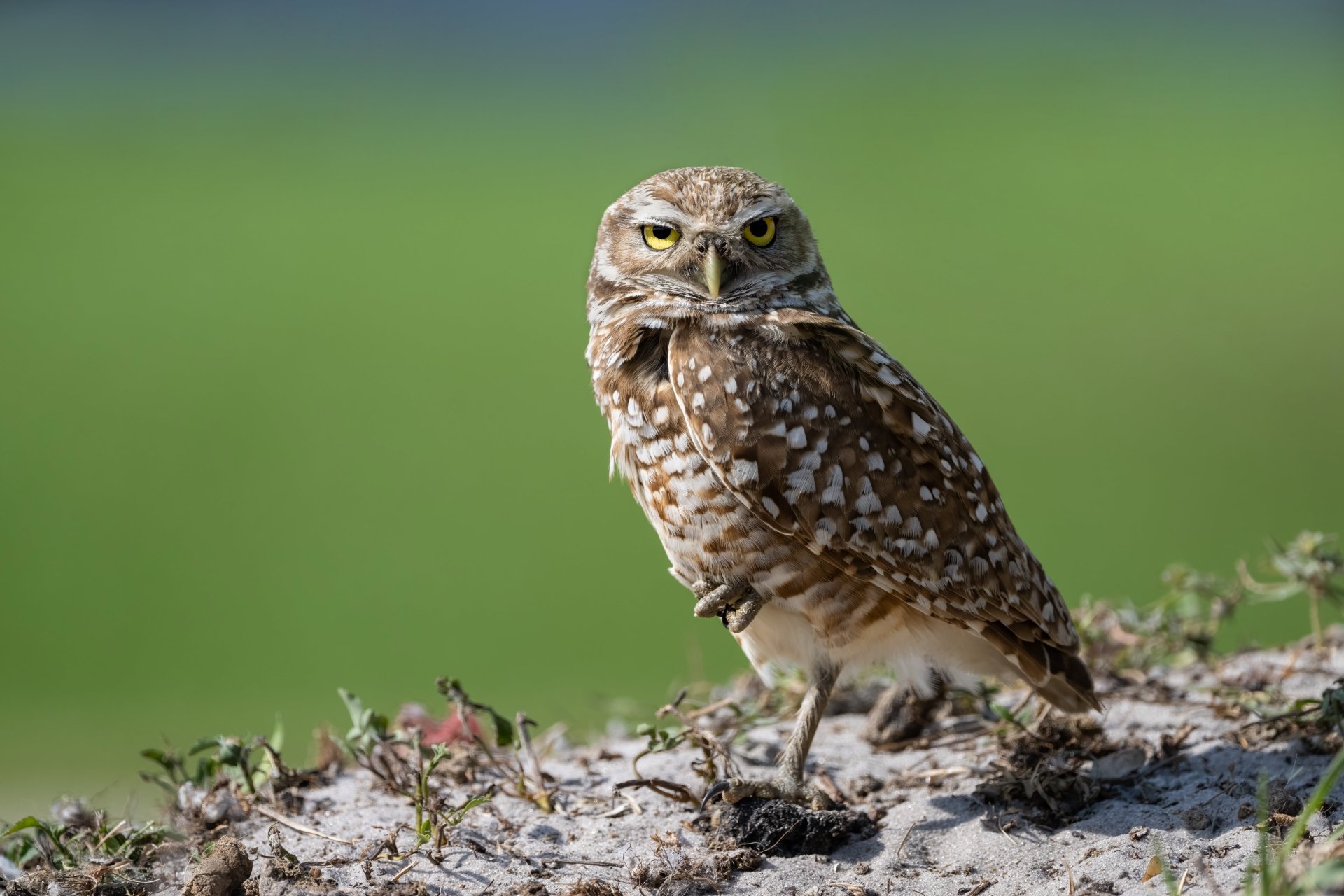 Download Animal Owl 4k Ultra HD Wallpaper