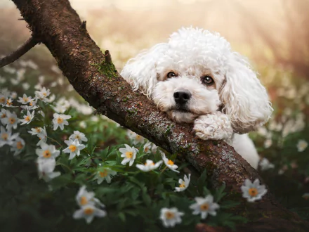 Animal poodle HD Desktop Wallpaper | Background Image