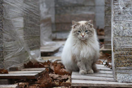 ragdoll Animal cat HD Desktop Wallpaper | Background Image