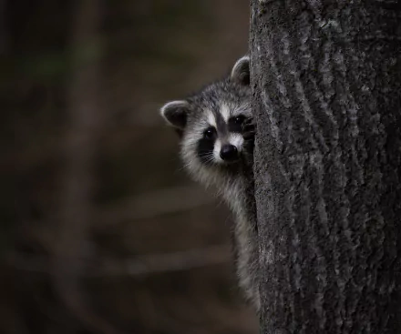 Animal raccoon HD Desktop Wallpaper | Background Image