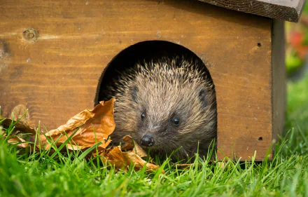 Animal hedgehog HD Desktop Wallpaper | Background Image