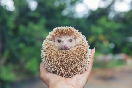 Animal hedgehog HD Desktop Wallpaper | Background Image