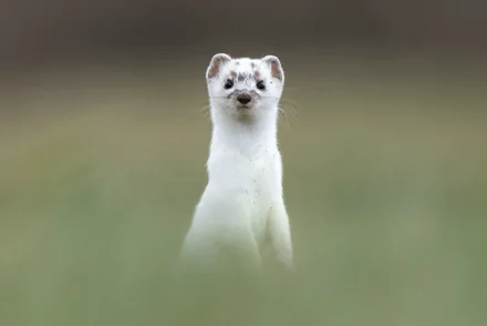 Animal weasel HD Desktop Wallpaper | Background Image