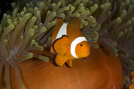 Animal clownfish HD Desktop Wallpaper | Background Image