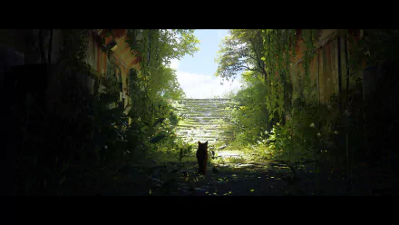  stray 25