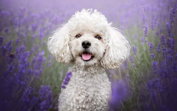 Animal poodle HD Desktop Wallpaper | Background Image