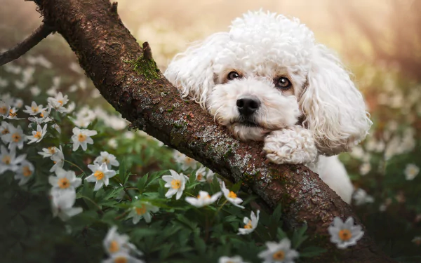 Animal poodle HD Desktop Wallpaper | Background Image