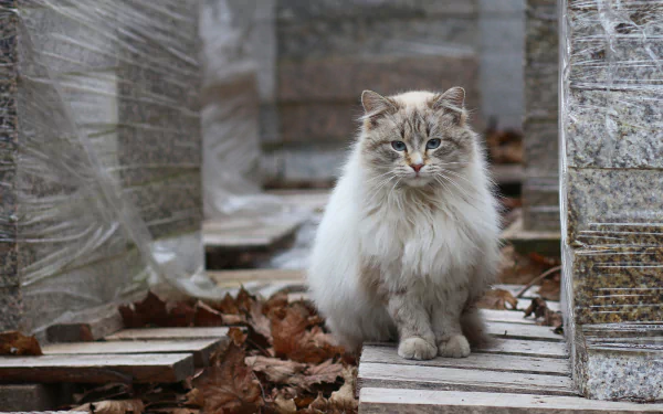 ragdoll Animal cat HD Desktop Wallpaper | Background Image