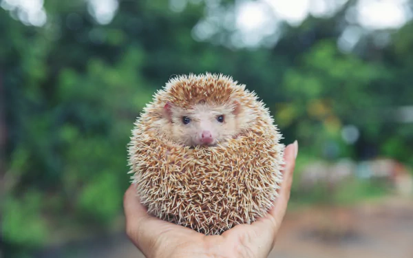 Animal hedgehog HD Desktop Wallpaper | Background Image