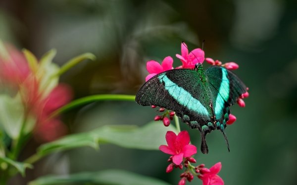Animal Swallowtail Butterfly Insects HD Wallpaper | Background Image
