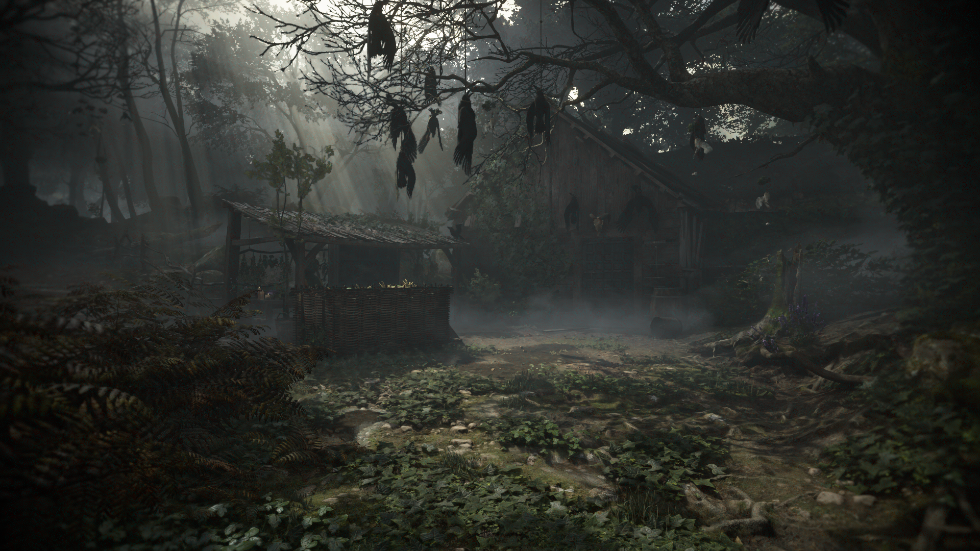 Download Forest Wood Raven Video Game A Plague Tale: Requiem HD Wallpaper