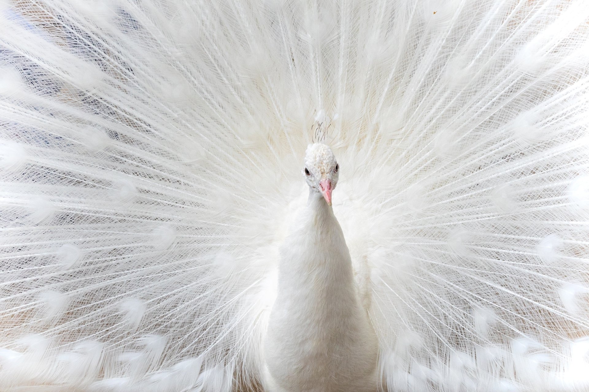 Download Animal Peacock HD Wallpaper