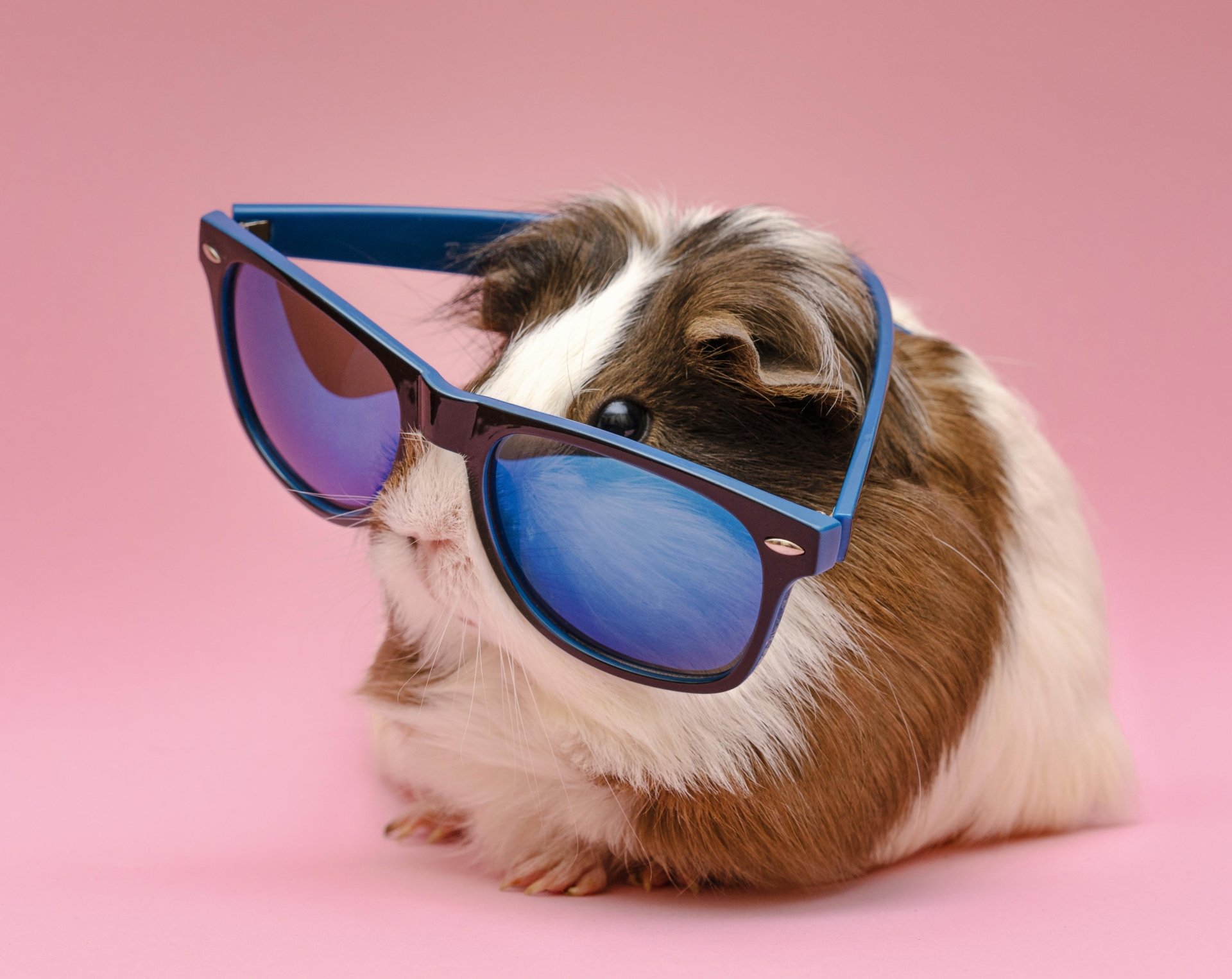 Close-up of a guinea pig wearing oversized blue sunglasses against a pink background, captured in 4K Ultra HD for a vibrant PC desktop wallpaper.