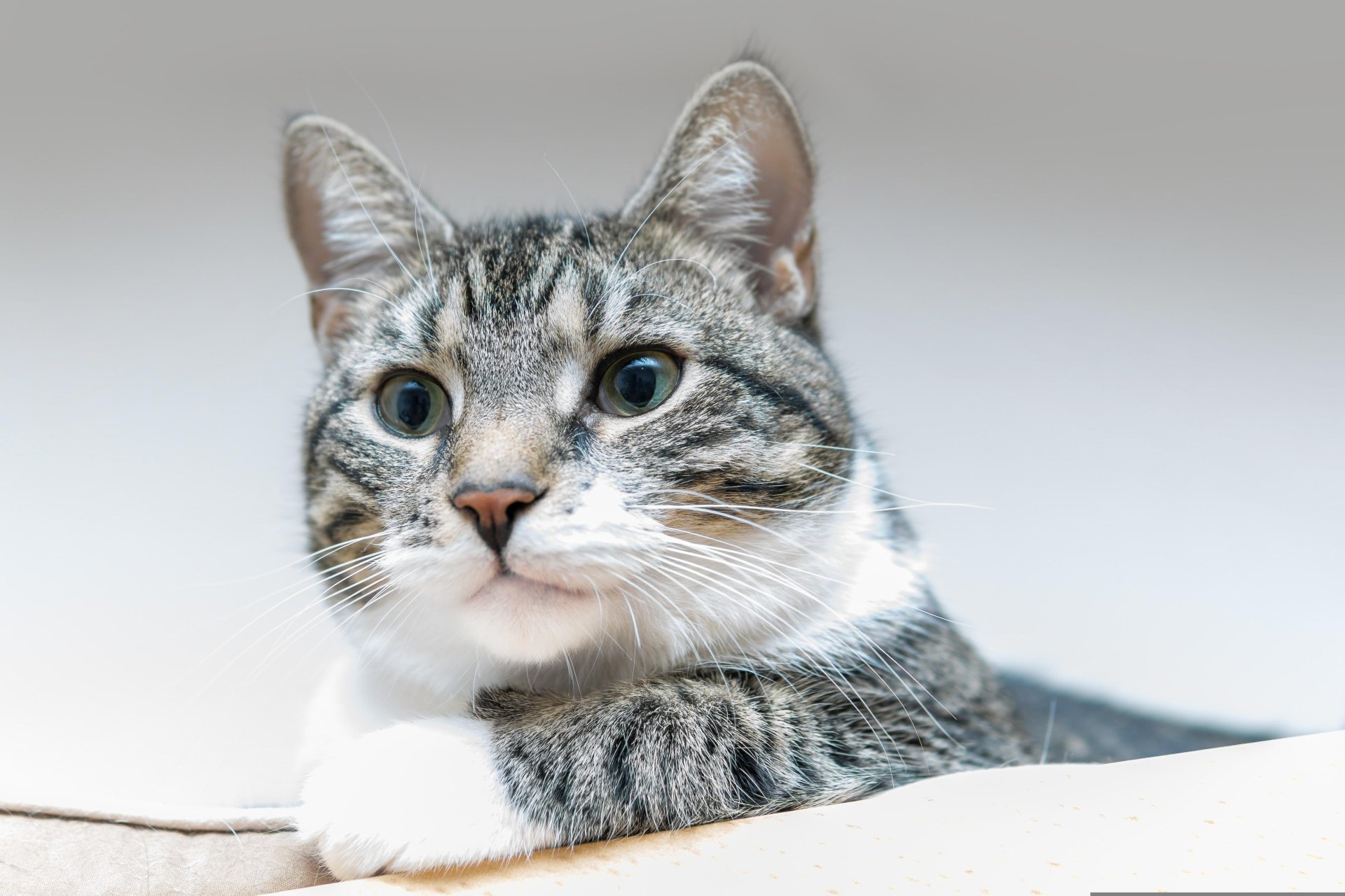 Download Animal Cat 4k Ultra HD Wallpaper | 6000x4000 | Wallpaper Abyss