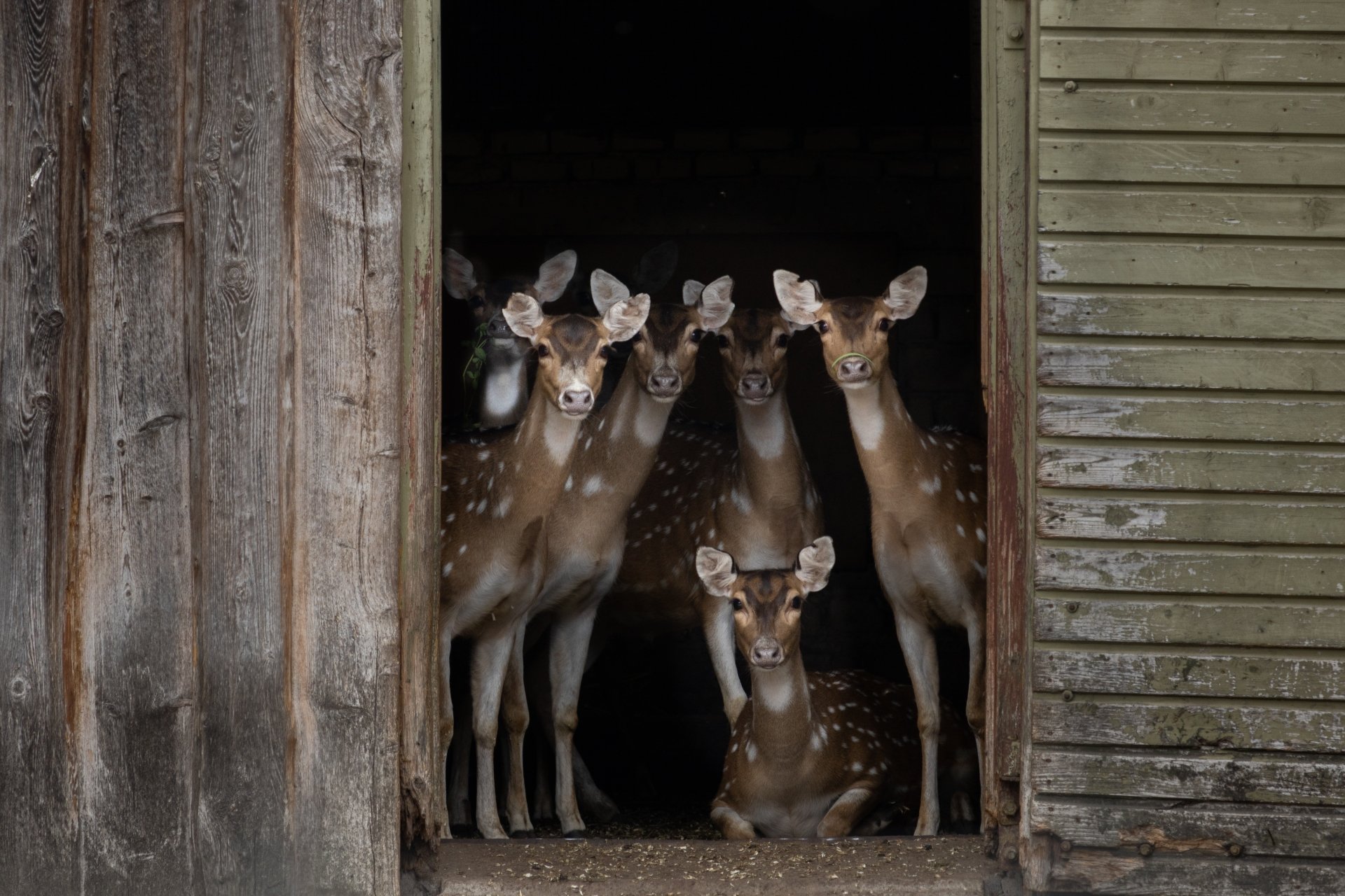 Group of spotted deer peering from a dark barn doorway, captured as a 5K Ultra HD PC desktop wallpaper and background.