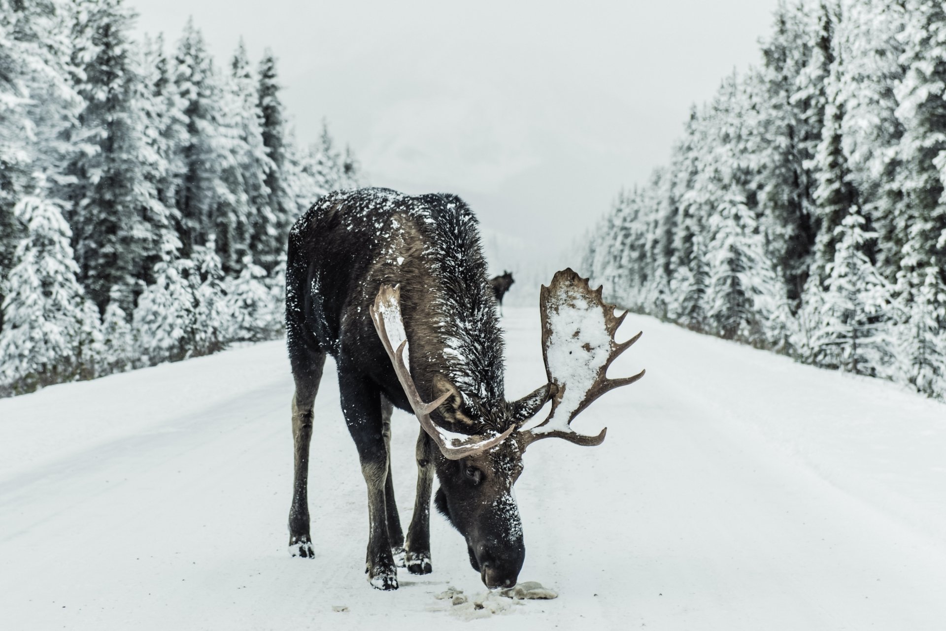 5K Ultra HD PC desktop wallpaper: a moose (animal) foraging on a snow-covered road between frost-covered evergreens in a quiet winter landscape.