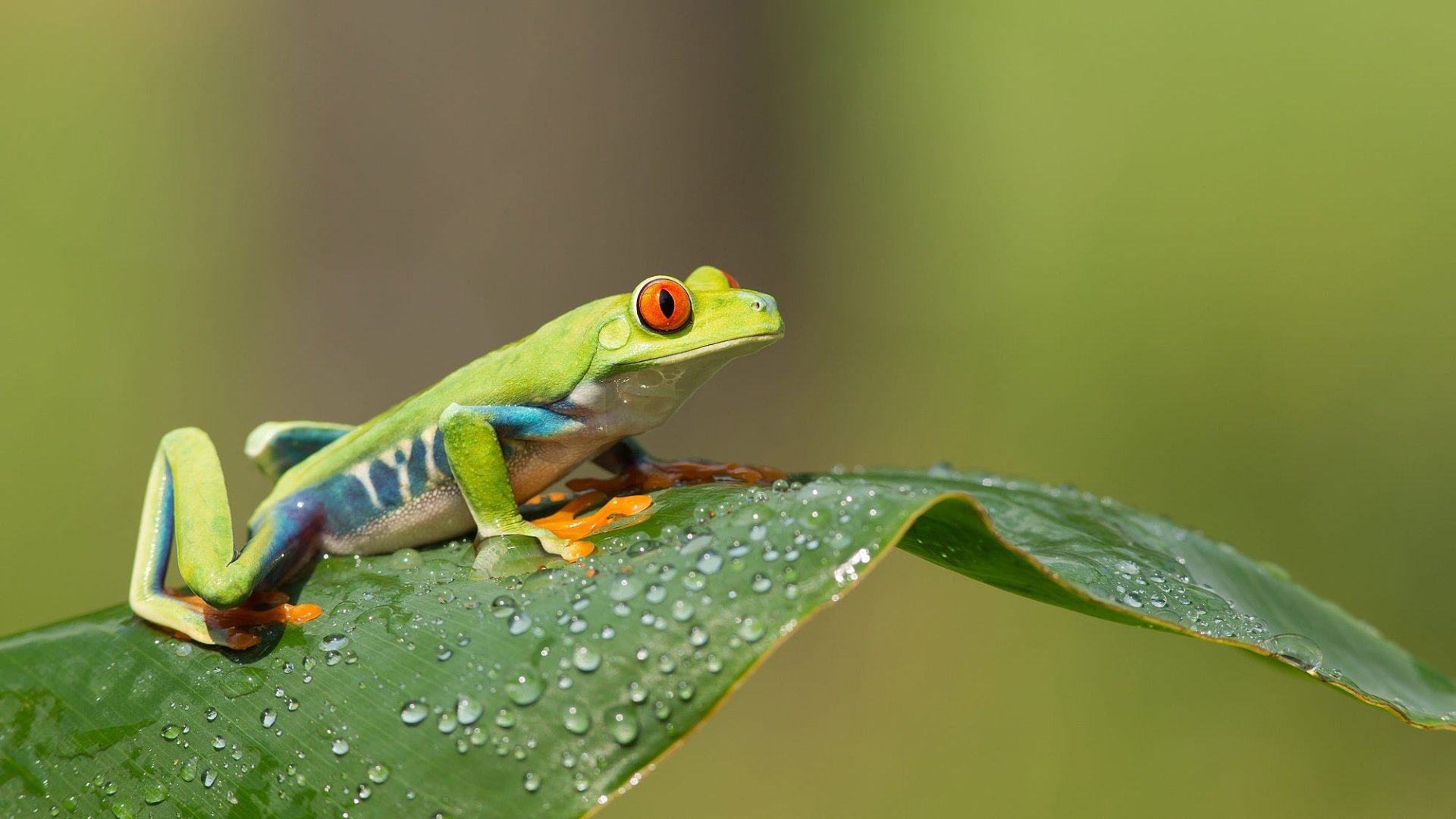 Download Animal Red-eyed Tree Frog HD Wallpaper