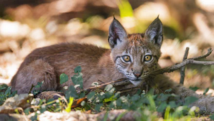 cub Animal lynx HD Desktop Wallpaper | Background Image