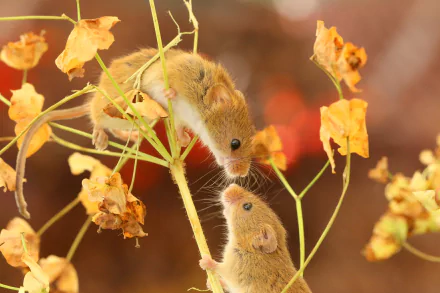 Animal mouse HD Desktop Wallpaper | Background Image