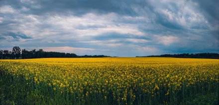5K Ultra HD PC desktop wallpaper and background: expansive rapeseed field beneath dramatic clouds, a nature landscape of vibrant yellow blooms stretching to the horizon.