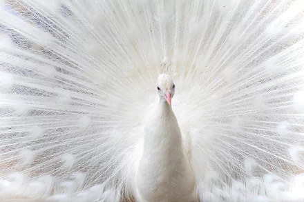 Animal peacock HD Desktop Wallpaper | Background Image
