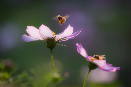 Animal bee HD Desktop Wallpaper | Background Image