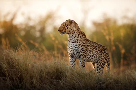 Animal leopard HD Desktop Wallpaper | Background Image