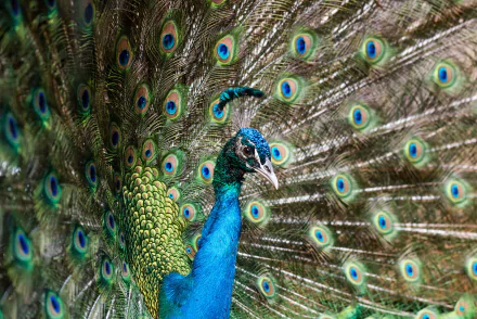 Animal peacock HD Desktop Wallpaper | Background Image