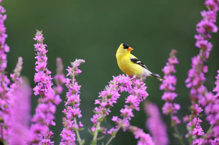 american goldfinch Animal goldfinch HD Desktop Wallpaper | Background Image