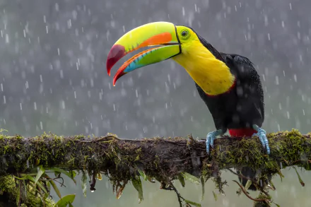 HD PC desktop wallpaper showing a colorful toucan perched on a mossy branch under falling rain.