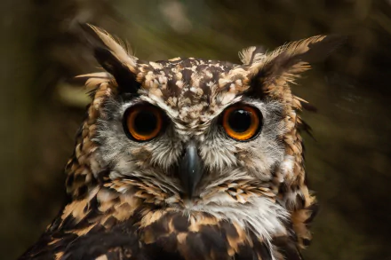 Animal owl HD Desktop Wallpaper | Background Image